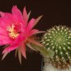 Echinopsis_cordobensis